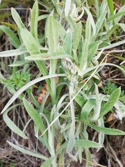 Pseudognaphalium beneolens