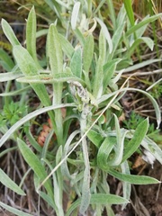 Pseudognaphalium beneolens