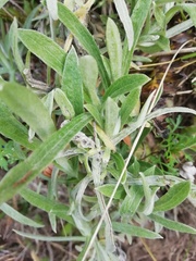 Pseudognaphalium beneolens