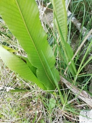 Niphidium crassifolium