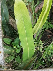 Niphidium crassifolium