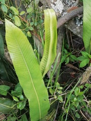 Niphidium crassifolium