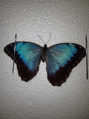 Morpho helenor montezuma