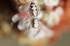 Metaphidippus siticulosus