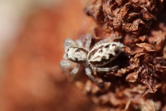 Metaphidippus siticulosus
