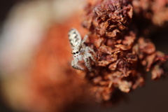 Metaphidippus siticulosus