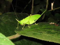 Copiphora rhinoceros
