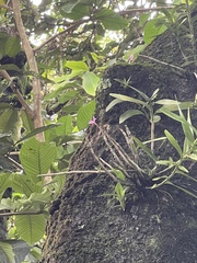 Dimerandra emarginata