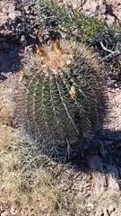 Ferocactus emoryi emoryi