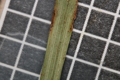 Carex louisianica