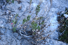 Penstemon baccharifolius