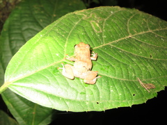 Diasporus