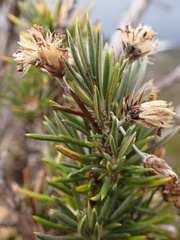 Olearia pinifolia