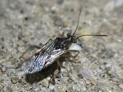 Liorhyssus