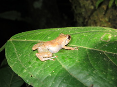 Diasporus
