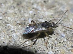 Liorhyssus