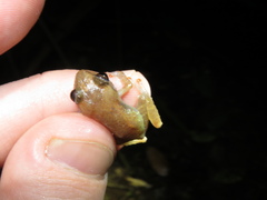 Diasporus