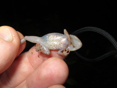 Diasporus