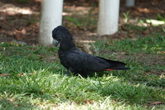 Calyptorhynchus banksii
