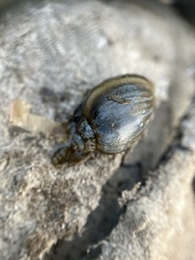 Lymnaeoidea