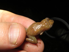 Diasporus
