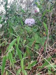 Aristeguietia lamiifolia