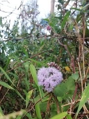 Aristeguietia lamiifolia