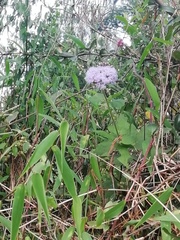 Aristeguietia lamiifolia