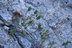 Penstemon baccharifolius