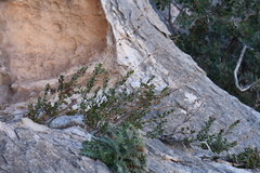 Penstemon baccharifolius