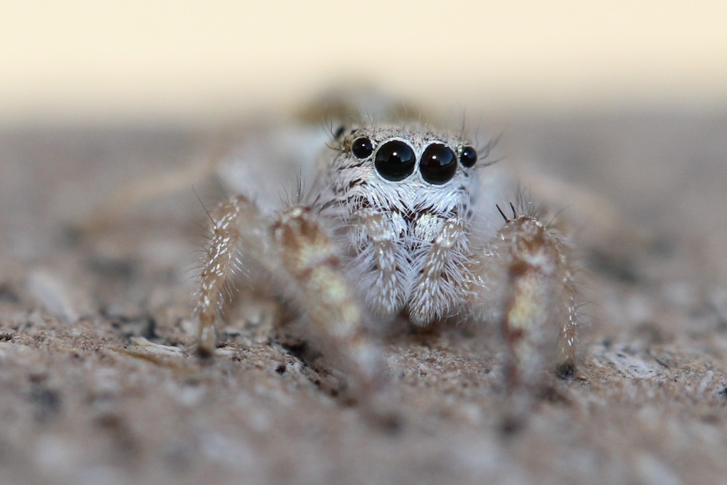 Metaphidippus siticulosus