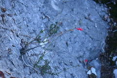 Penstemon baccharifolius