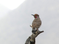 Colaptes auratus luteus × cafer