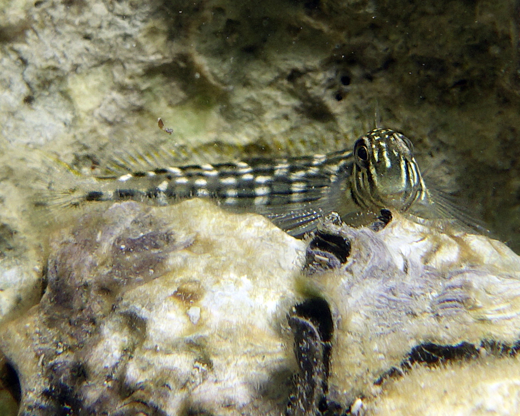 Muzzled Blenny