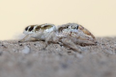 Metaphidippus siticulosus
