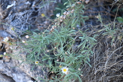 Erigeron modestus