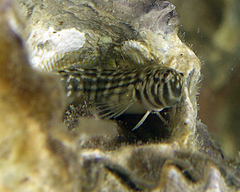 Omobranchus punctatus