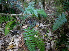 Polystichum neozelandicum