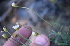 Erigeron modestus