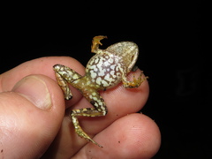 Craugastor megacephalus