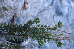 Penstemon baccharifolius