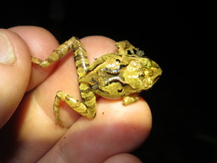 Craugastor megacephalus