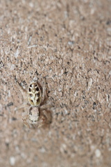 Metaphidippus siticulosus