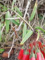 Bomarea multiflora