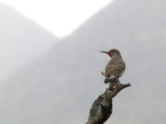 Colaptes auratus luteus × cafer