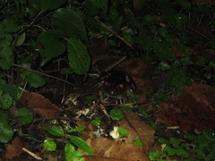 Leptodactylus savagei