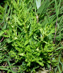 Centipeda cunninghamii