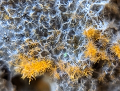 Trentepohlia aurea
