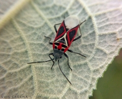 Anochrostomus formosus