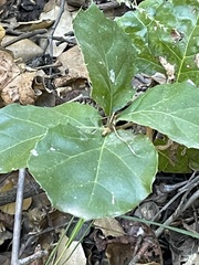 Quercus agrifolia